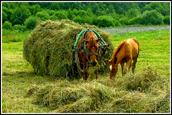 Деревня Кони Фото