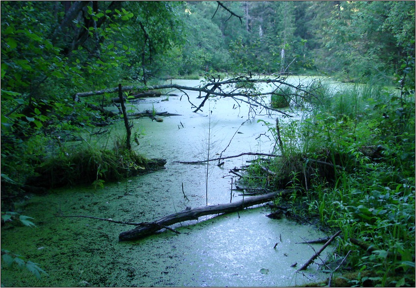 Болотная улица санкт-петербург. Болотная 2. Болотная 10. Мозжуха болота 2 болото. Москва болотная 18.