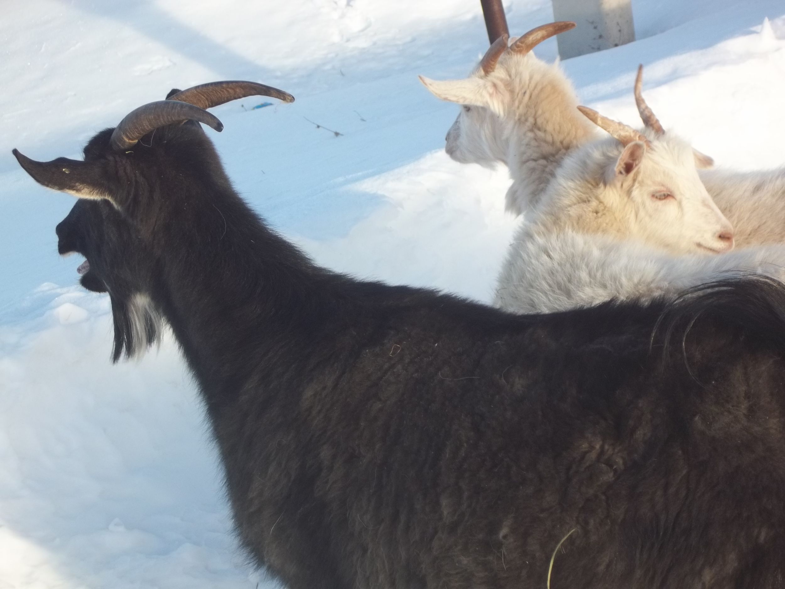 Коза 3 года. Анатолийская черная коза. Два козла. Козы Черна белый. Козлята черные с белым.