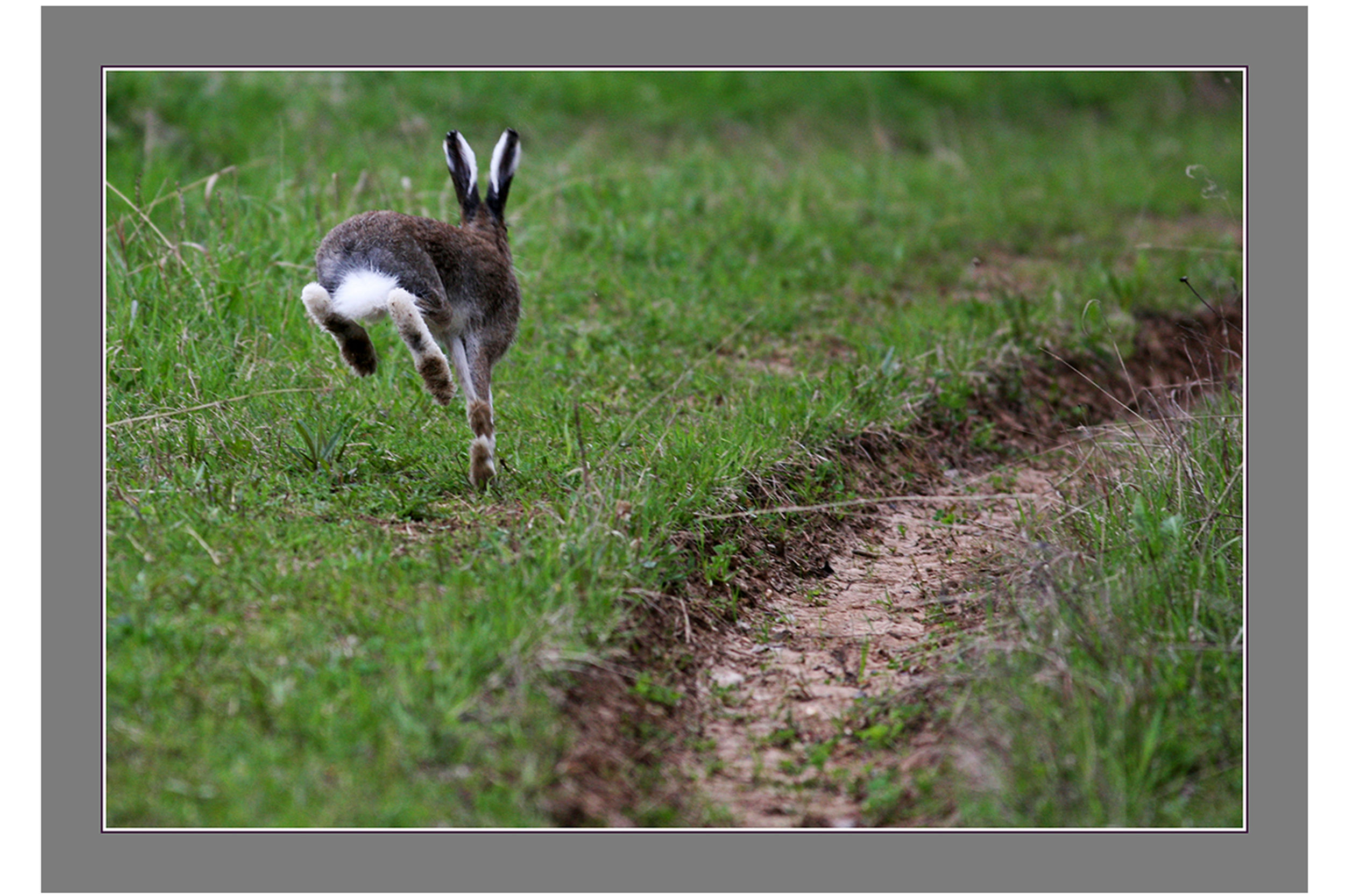 Зайчик убегает. Заяц бежит. Заяц убегает. Удирающий заяц. Заяц прыгает.