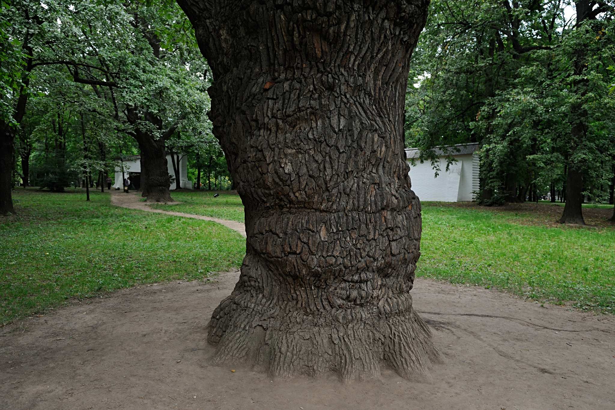 В парке старинном деревья. Петровский дуб в Коломенском. Парк Коломенское дубовая роща. Дуб Петра в Коломенском. Парк Коломенское дубы.