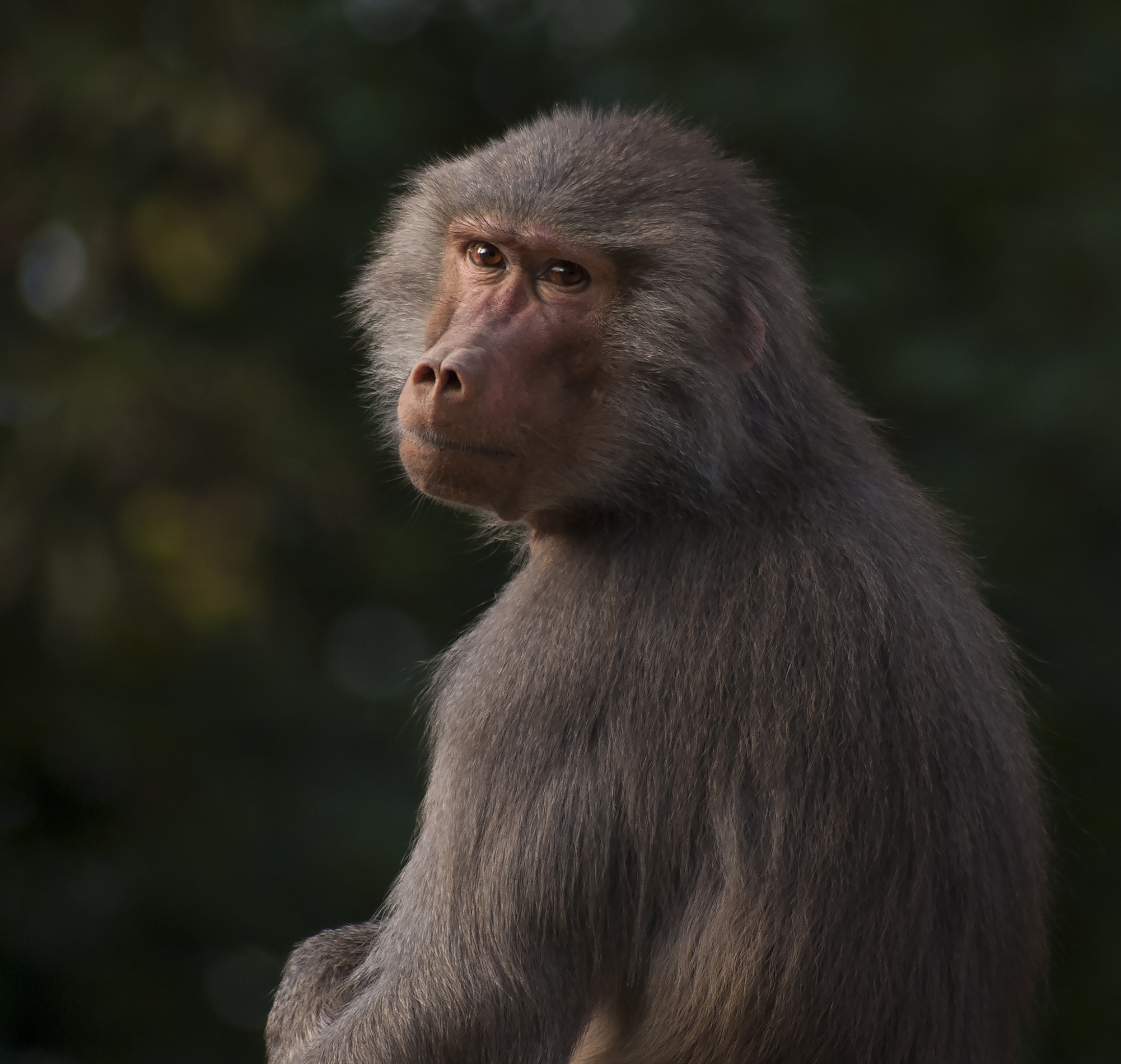 Monkey tag. Обезьяна. Фото обезьяны. Павиан. Обезьяна лесула.