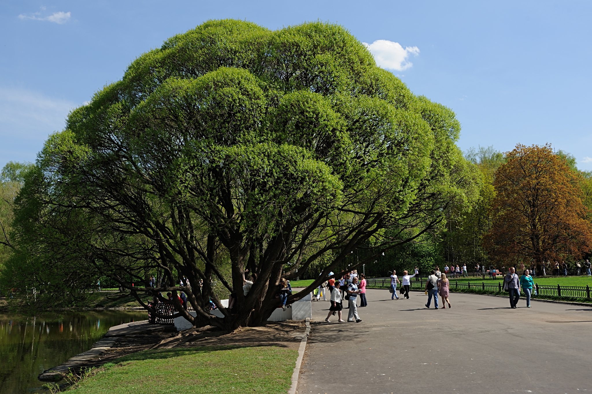 Ясень дерево Ботанический сад