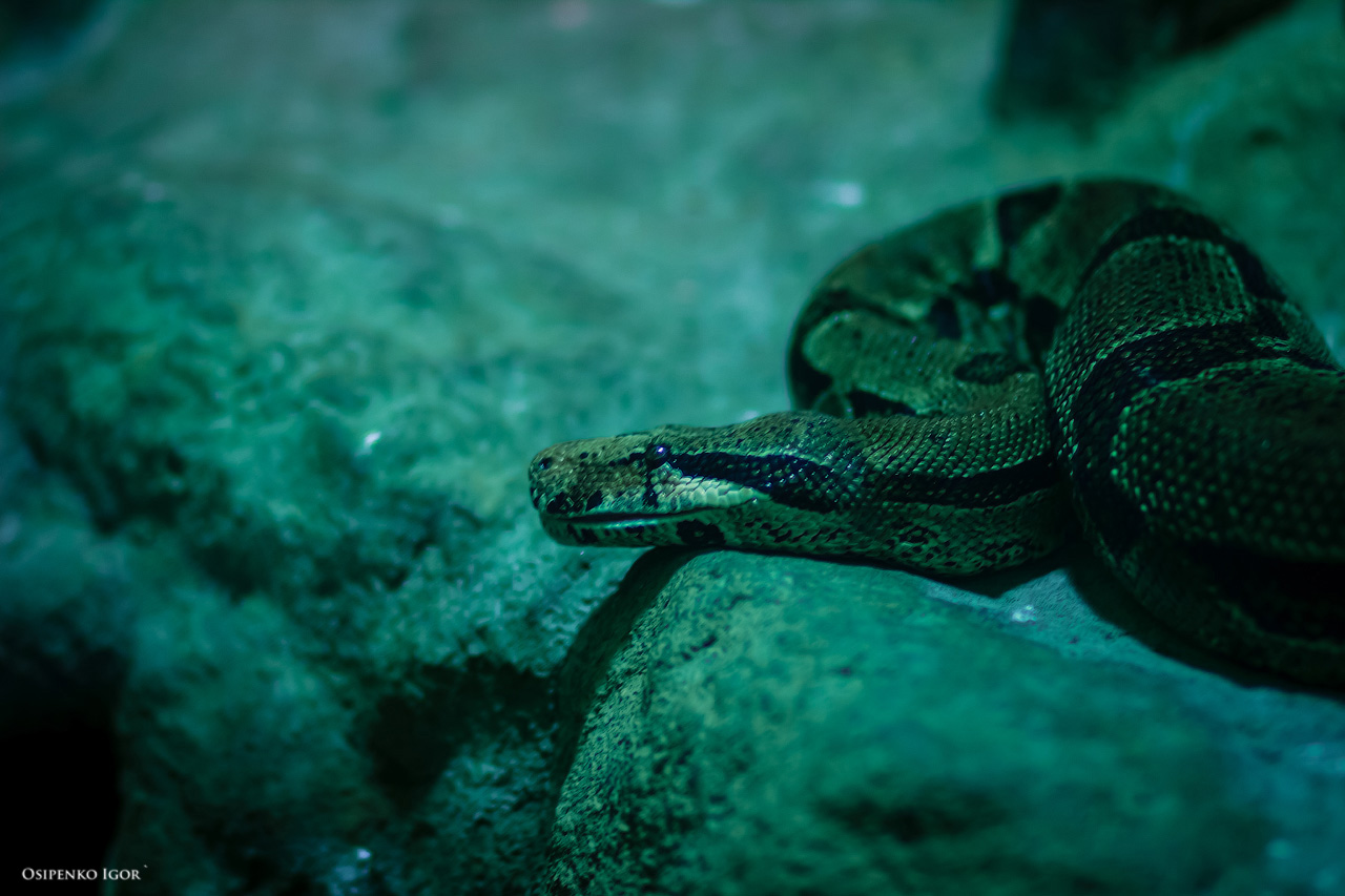 Nonstop Photos | Игорь Осипенко / Питон