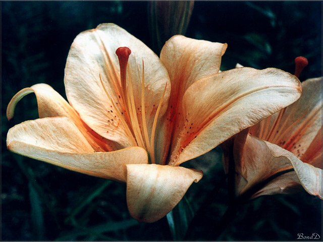 Nonstop Photos | Денис Бондаренко