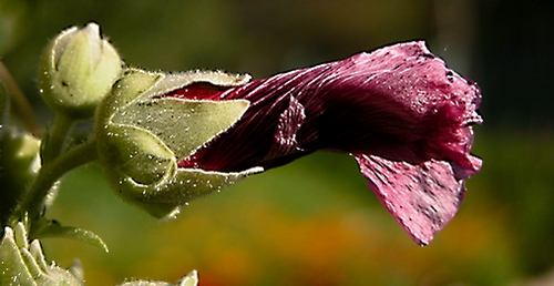 Nonstop Photos | ДеФин / Шток-роза 2