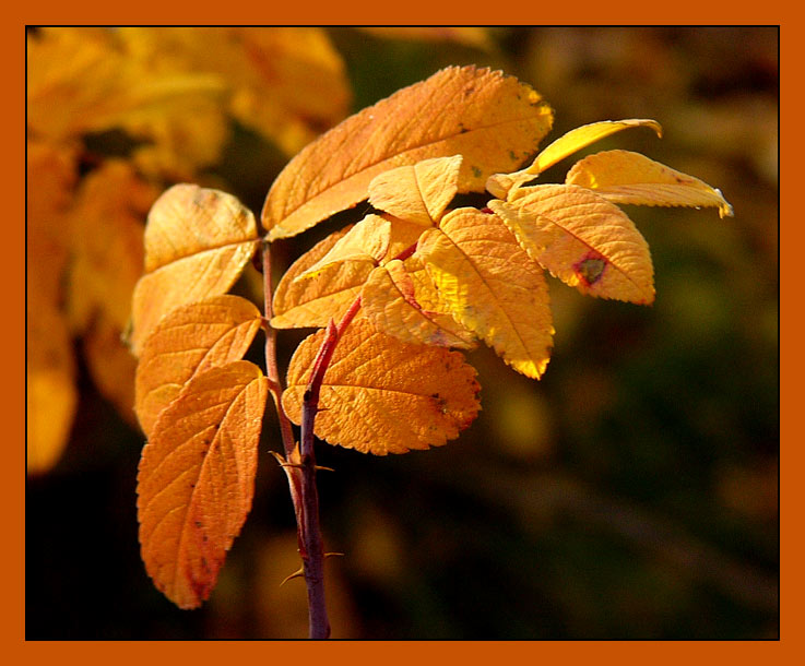 Nonstop Photos | Сергей Тимофеевич / Шиповник