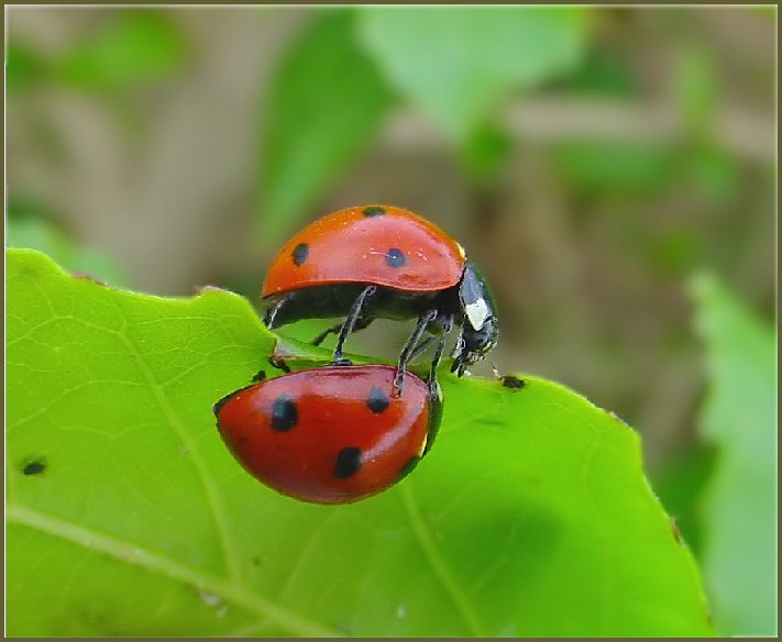 Nonstop Photos | Герц / Гляжусь в тебя,как в зеркало...