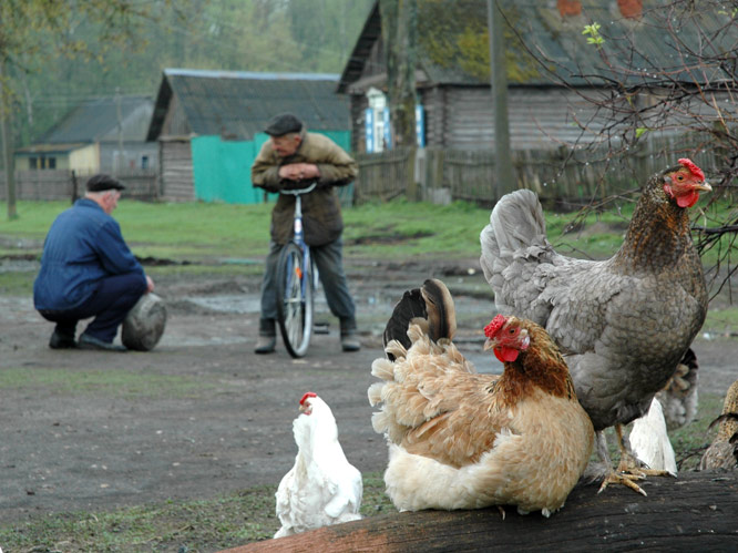 Петухи и гуси в городе. Деревенские курочки. Куры в деревне. Петух деревенский. Петух в деревне.