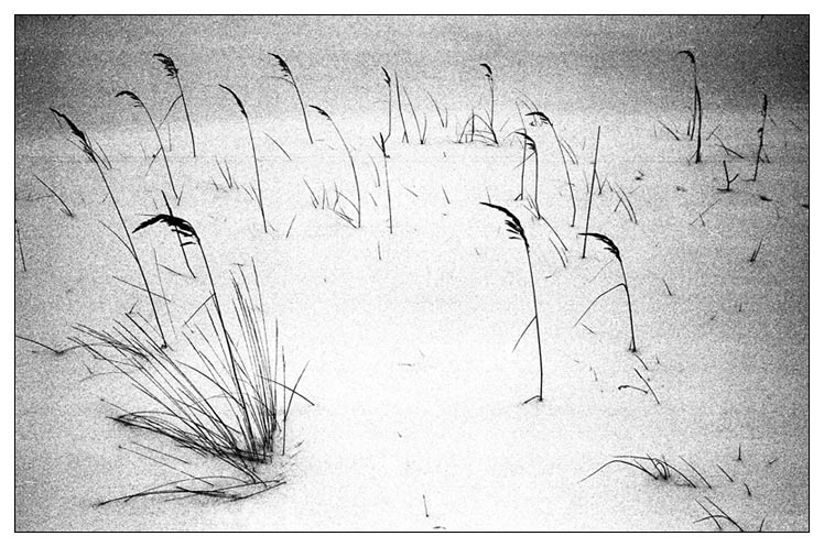 Звон трава. Рисунок шумной травы. Пейзаж сухая кисть чб. Травы шумите. Черно белые картинки травинки.