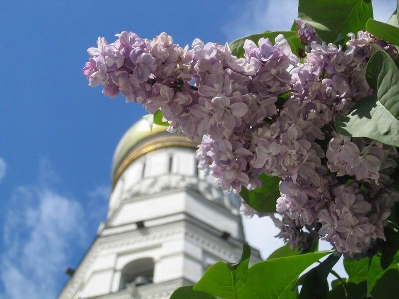 Сирень утро москвы фото и описание