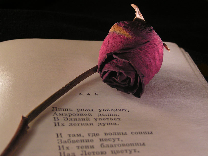 Устал роз. Цветок завял. Розы со смыслом.