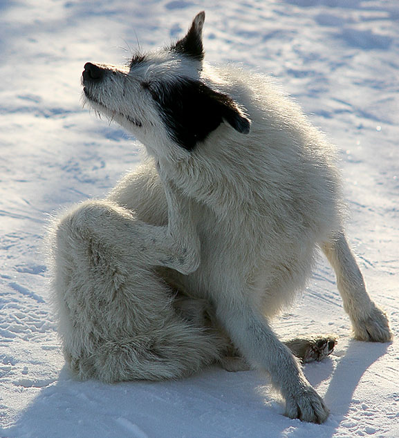 Блохастые