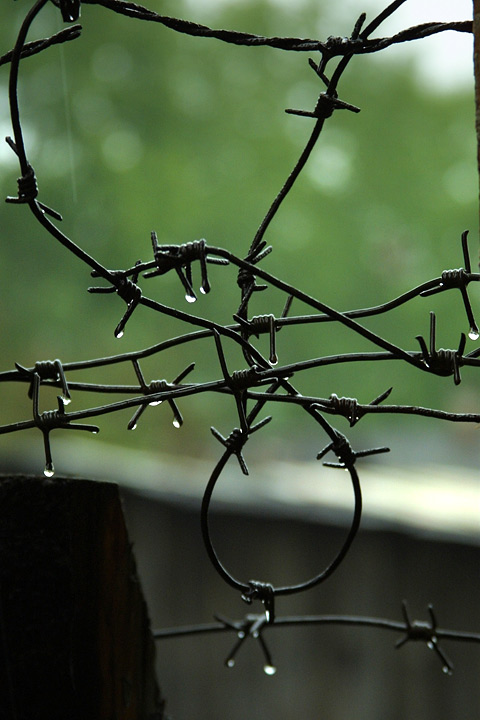 Серое небо с колючей проволокой. Тьма колючая. Стена с колючей проволокой. Колючая проволока концлагеря. Ржавая колючая проволока.