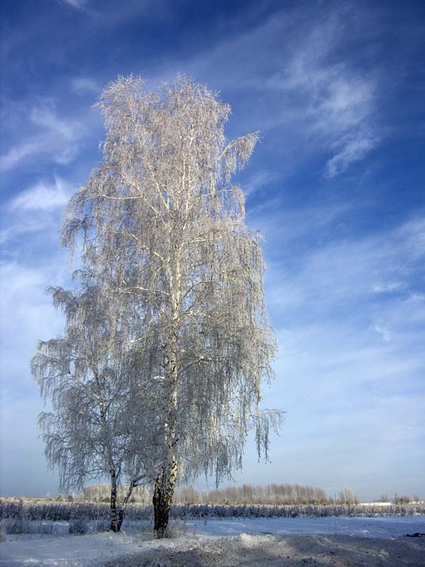 Береза зимой фото дерева