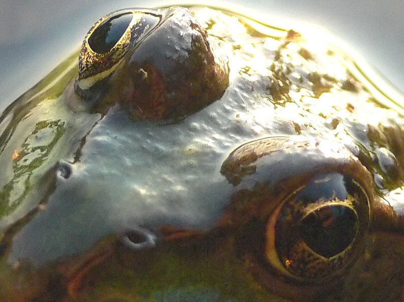 Nonstop Photos | Сергей Ратников / Пучеглазик