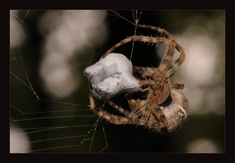 Среда жизни пауков. Паук крестовик. Пауки образ жизни. Пауки и их жертвы. Большие крестовики пауки.