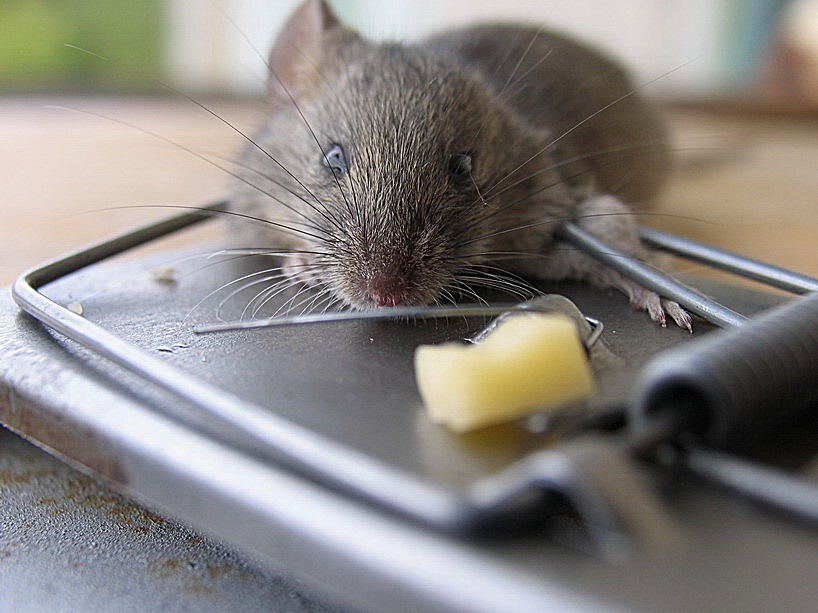 Наведи мышь. Мышь в мышеловке. Мышь сыр мышеловка. Мышонок с сыром. Мышка попалась в мышеловку.