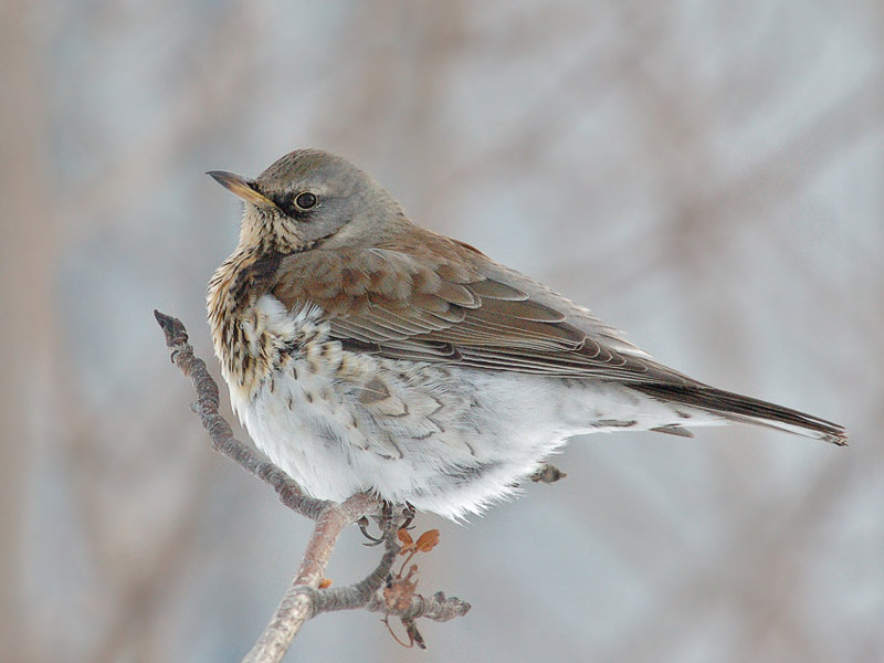 Серая птица крупнее воробья. Серые птицы больше воробья. Мухоловковые воробьинообразные. Серые птицы больше воробья. Коричневая птица.