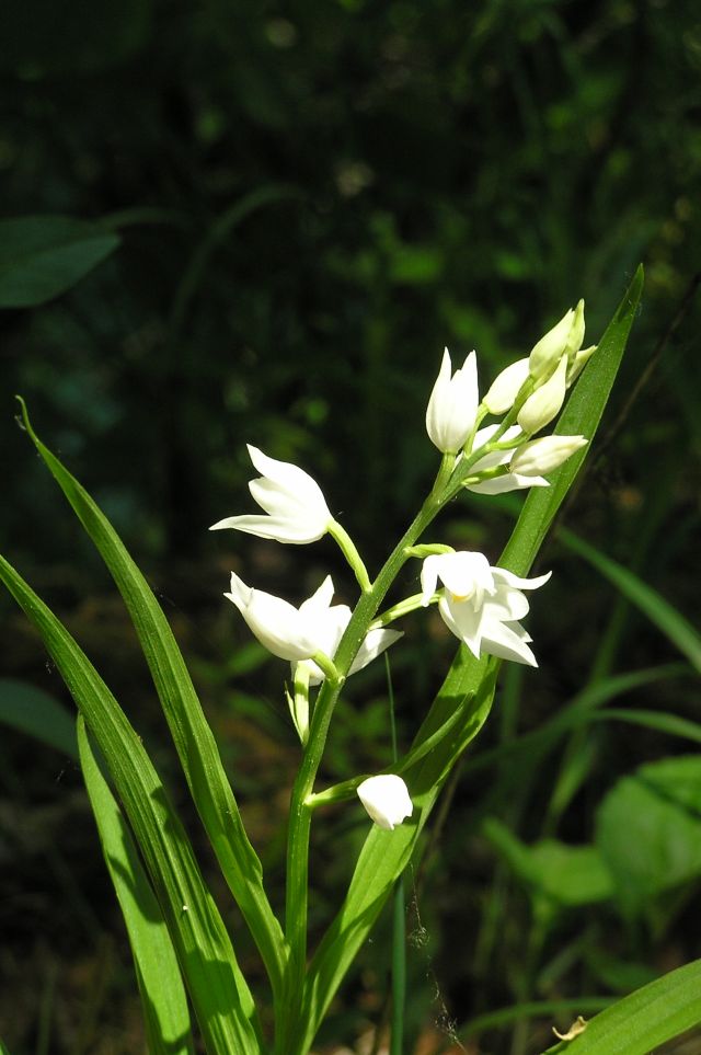 Nonstop Photos | пион / Лесной ландыш