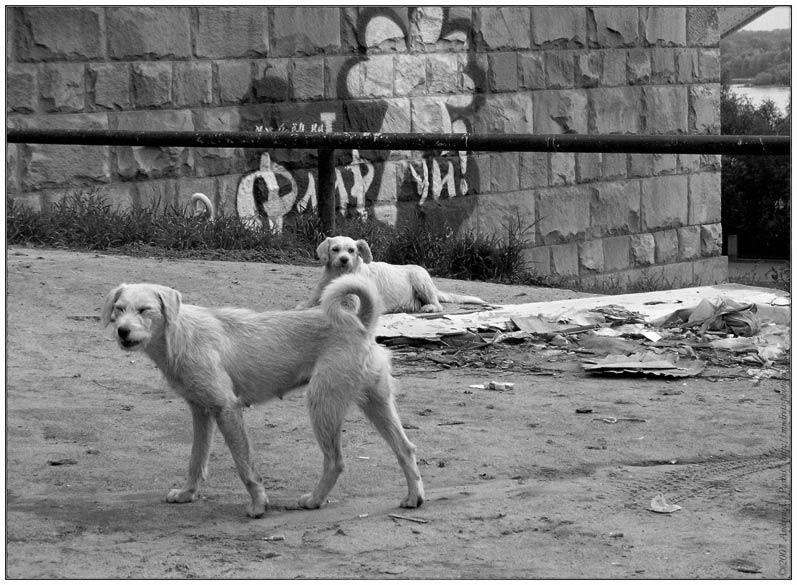 Андрей Пашис Фотографии