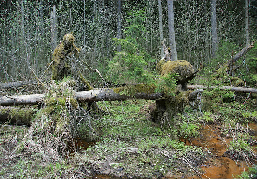 Forest сила. Леший Вятичи. Леший Сезух. Сибирский Леший. Леший в лесу.