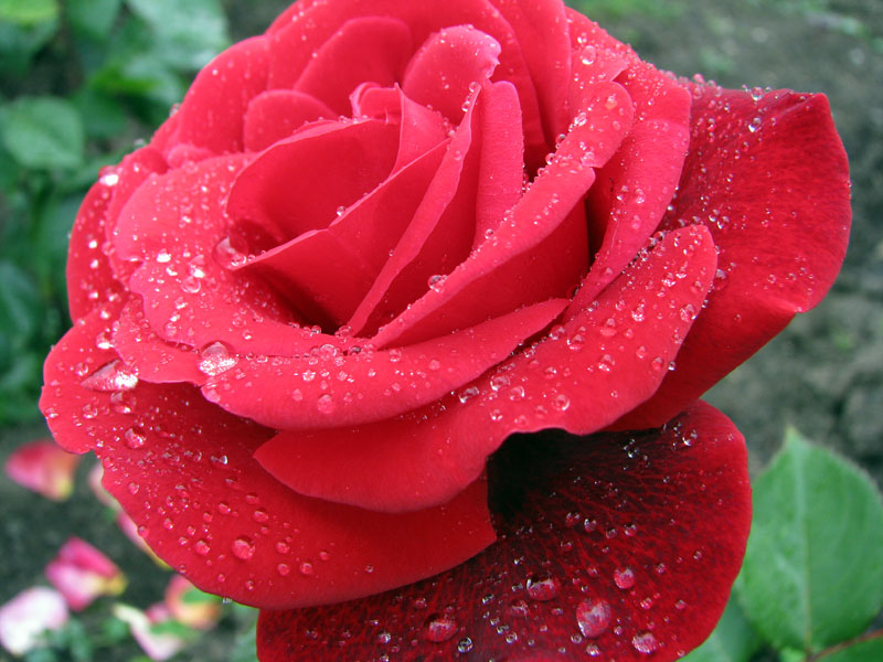 Розы фото красивые картинки живые