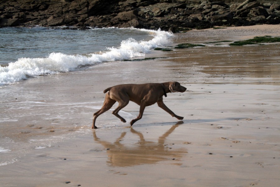 Пегий пес бегущий краем моря