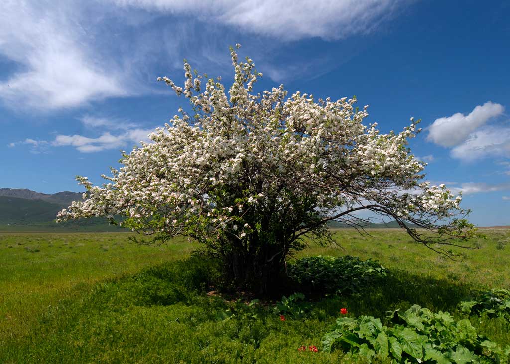 Дикие яблоки фото