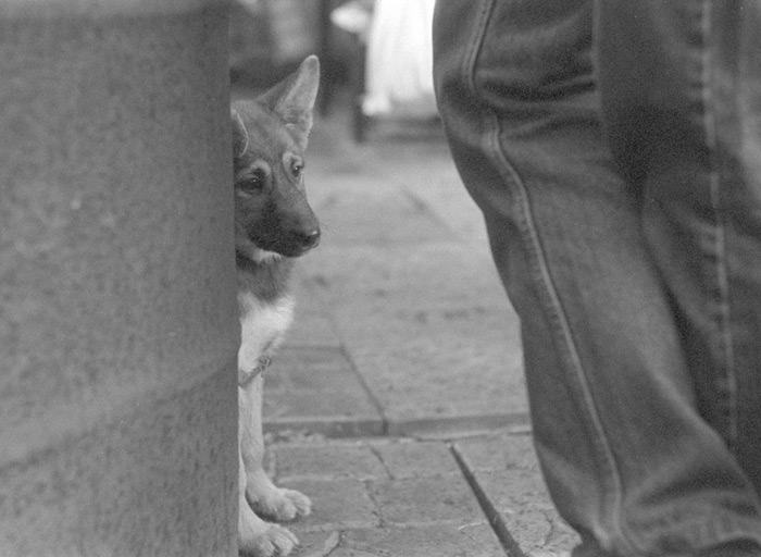 Nonstop Photos | Владимир Фонов / Собачья жизнь