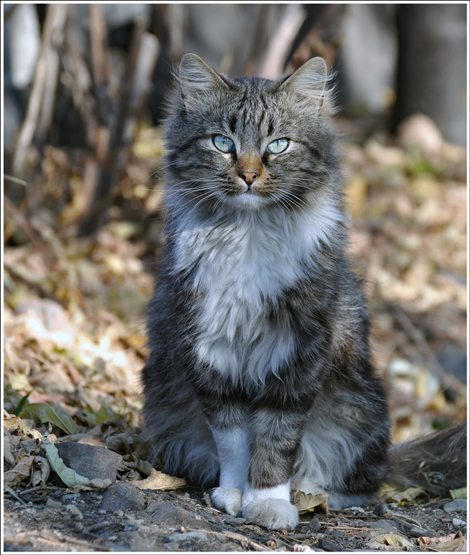 Далекий кот. Сибирские животные. Звери Сибири. Кошки дальнего Востока. Животные Восточной Сибири.