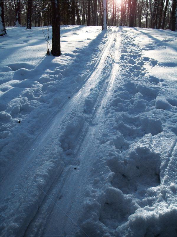 Лыжня в заснеженном лесу