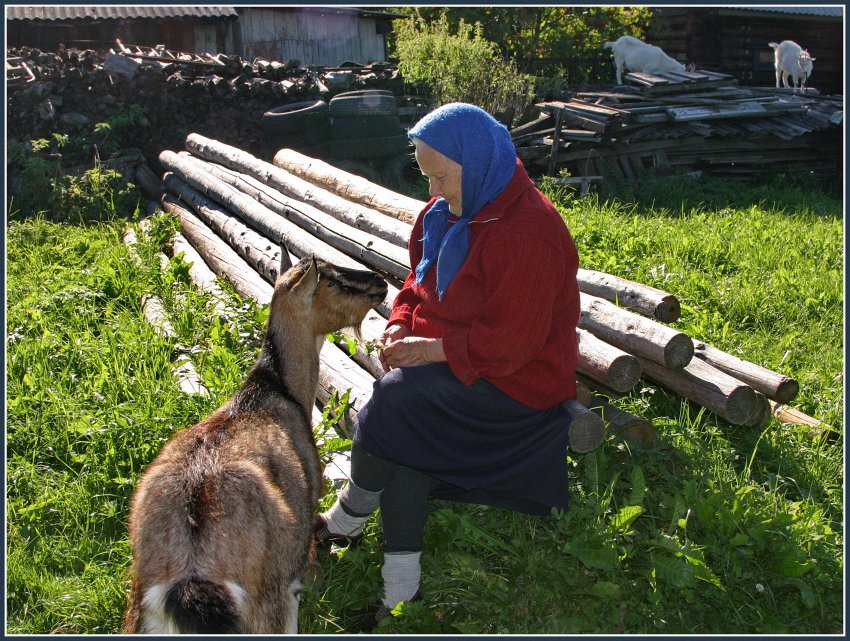 Село пока. Бабушка с козой. Бабушка с козой в деревне. Женщина пасет коз. Деревенский козел и бабуля.