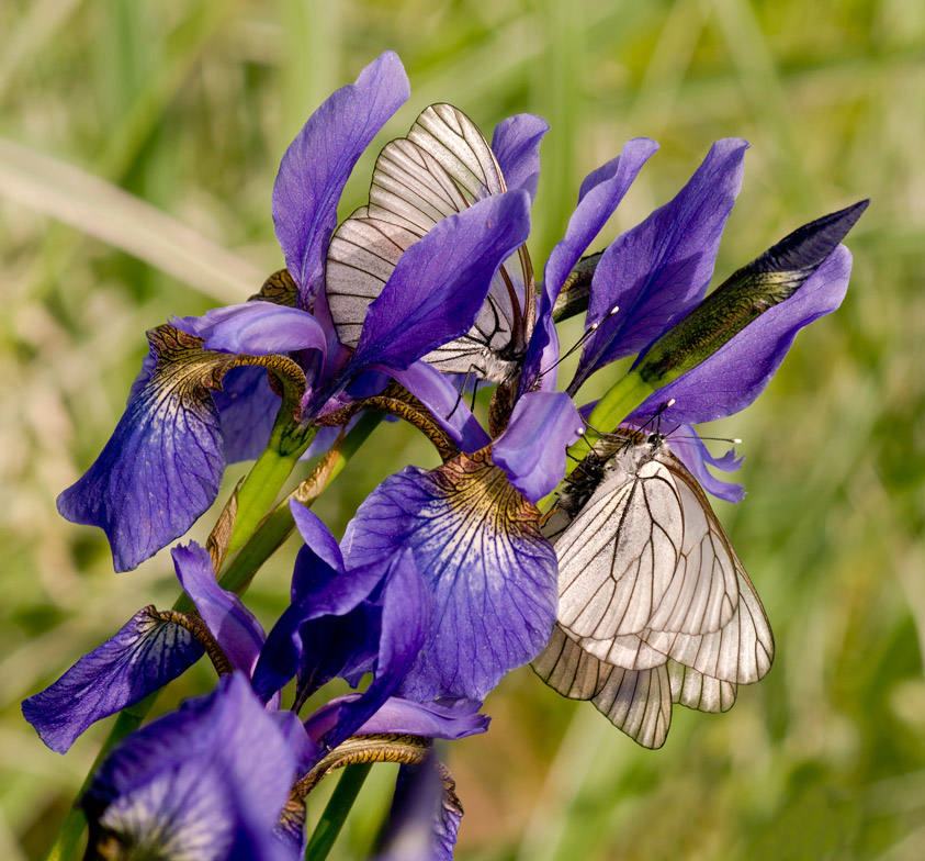 Nonstop Photos | Александр Смирнов / Лето.