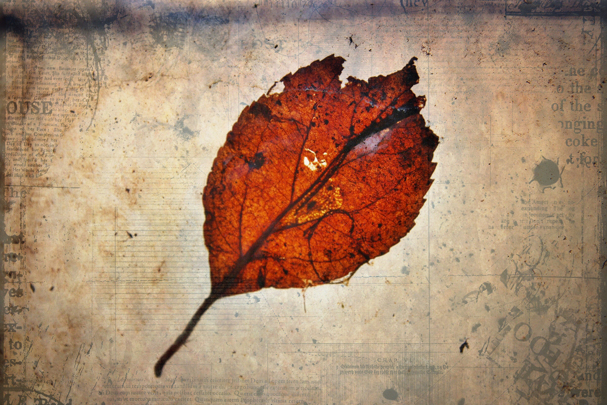 Old leaves. Old Leaf. Elder leaves.