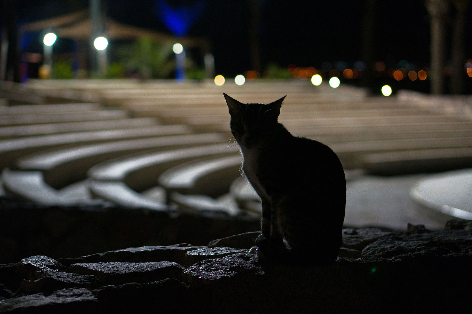 Cat scene. Кошка на сцене. Кот за кулисами. Кошка на сцене картинки. Черный кот на сцене поет.