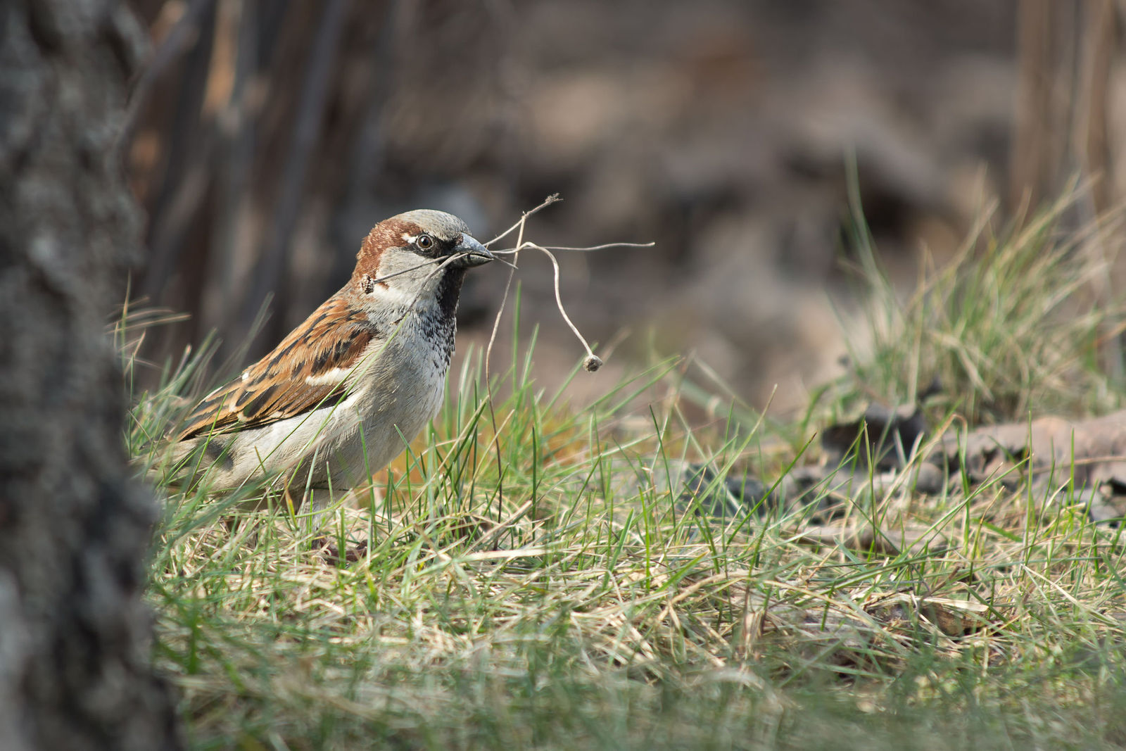 Nonstop Photos | Антон Романович / воробей