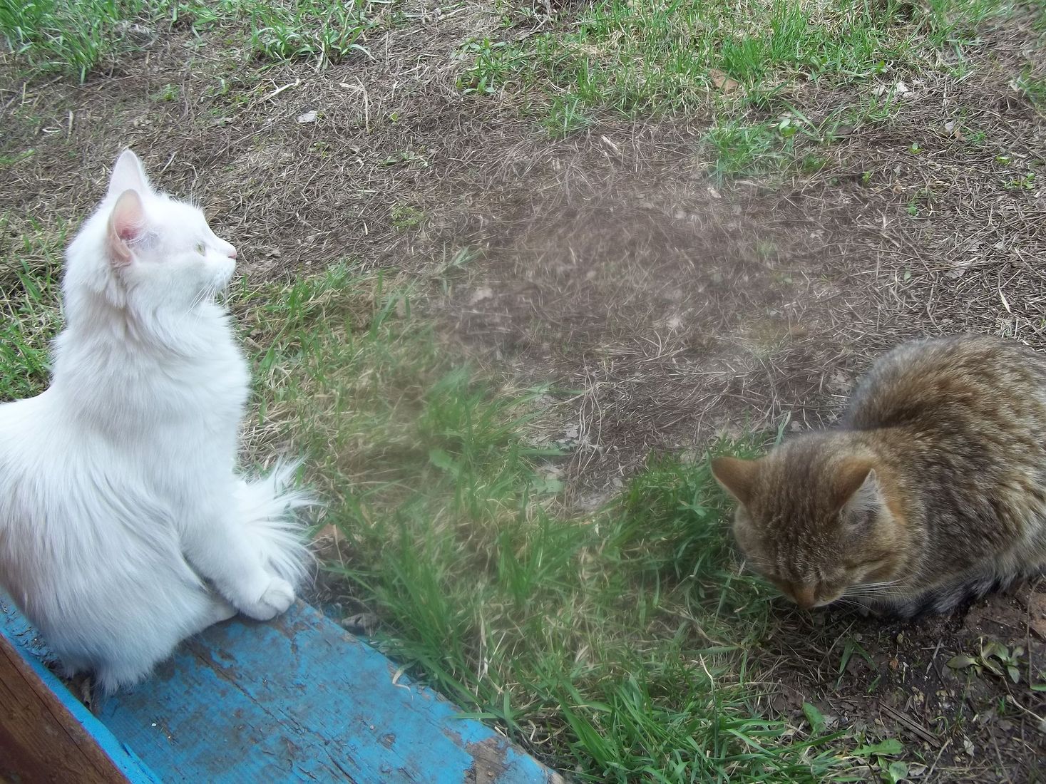 Старый кот и молодая кошечка
