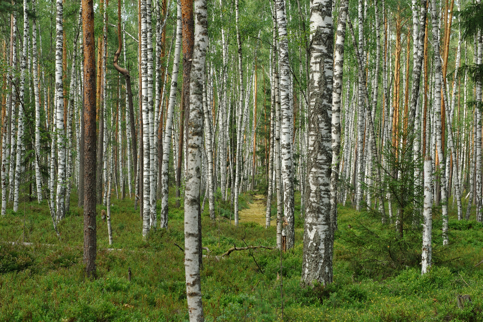 Какой лес выбрать. Березняк, Березовая роща. Березняк сосняк травяной. Березники лес. Сосняки Дубравы Березники.