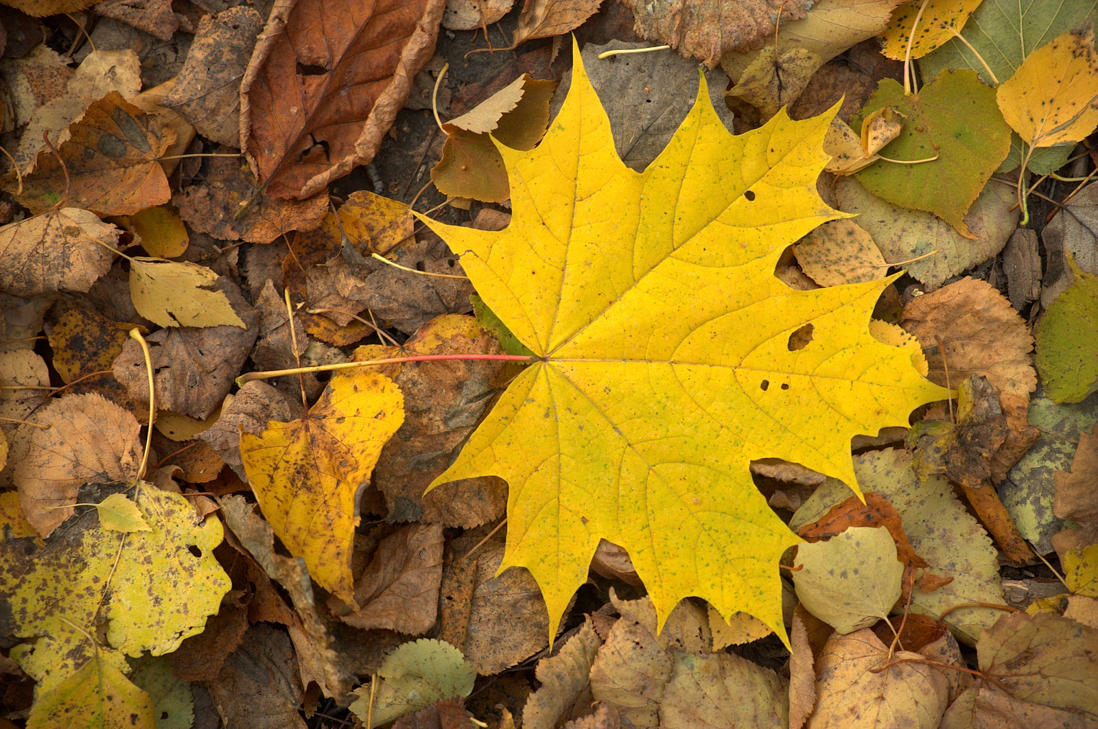 Цветок широкими коричнево желтыми листьями. Экран из листьев. Лист орешника осенью. Жёлтый листок. Осенняя листва.