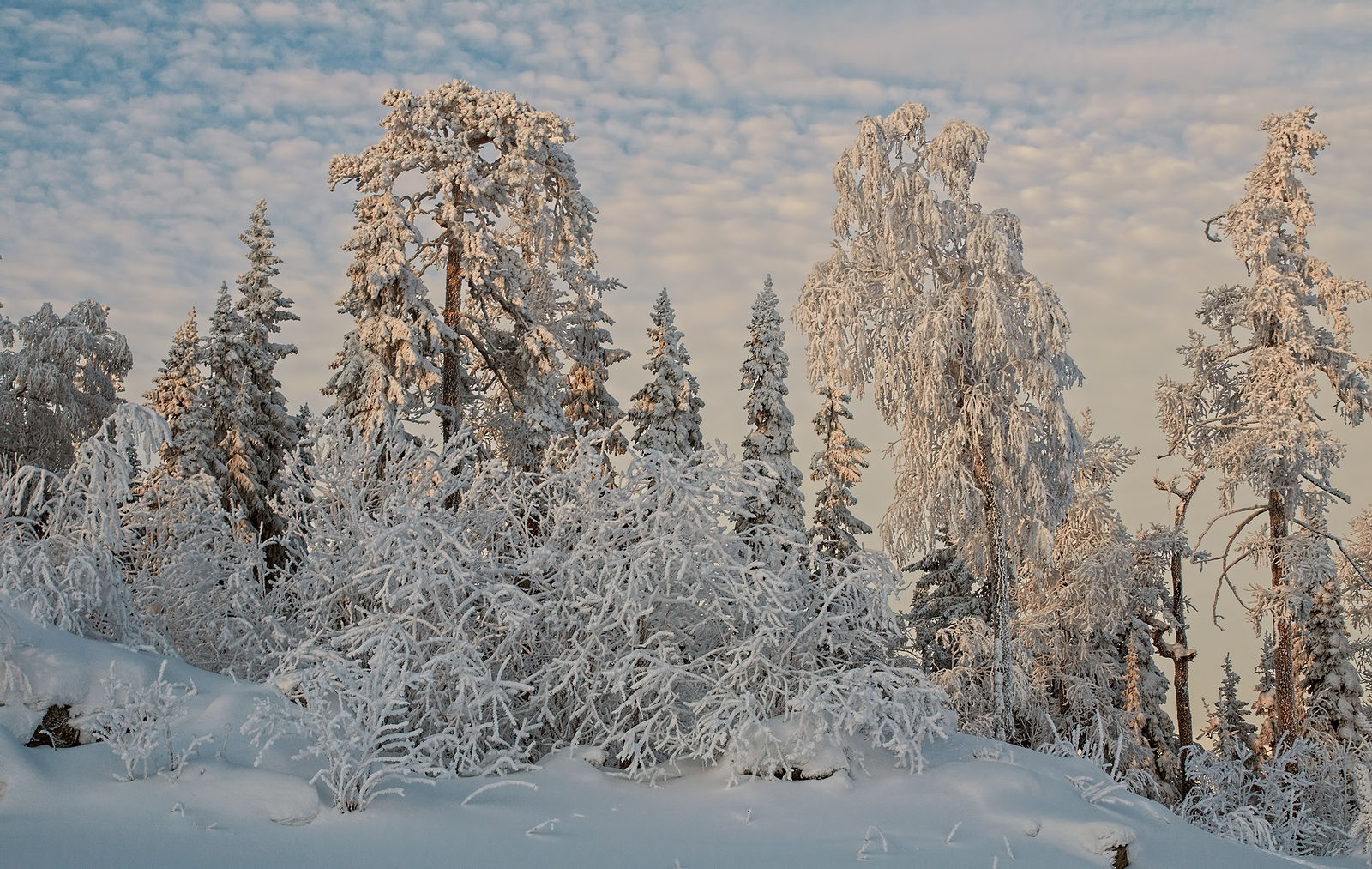 Фото зимней сказки. Сказочный зимний лес. Зимняя сказка. Сказочный лес зимой. Зимний лес сказка.