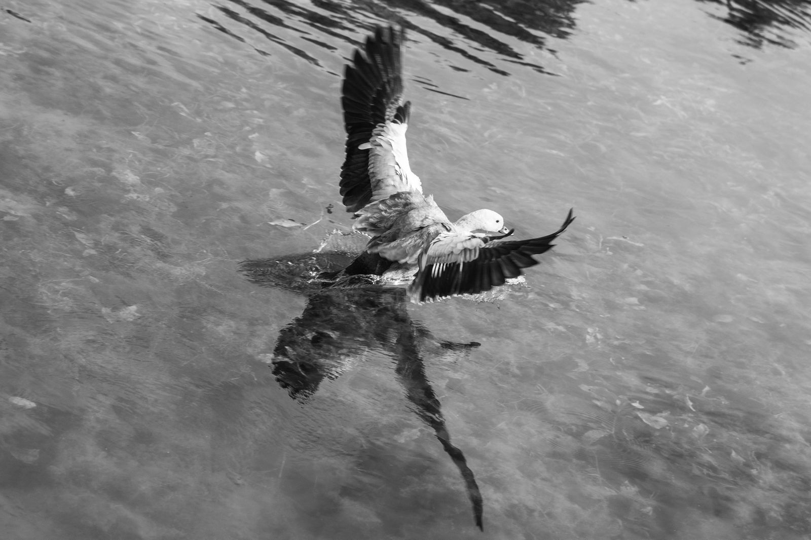 Nonstop Photos | Антон Романович / Взлет