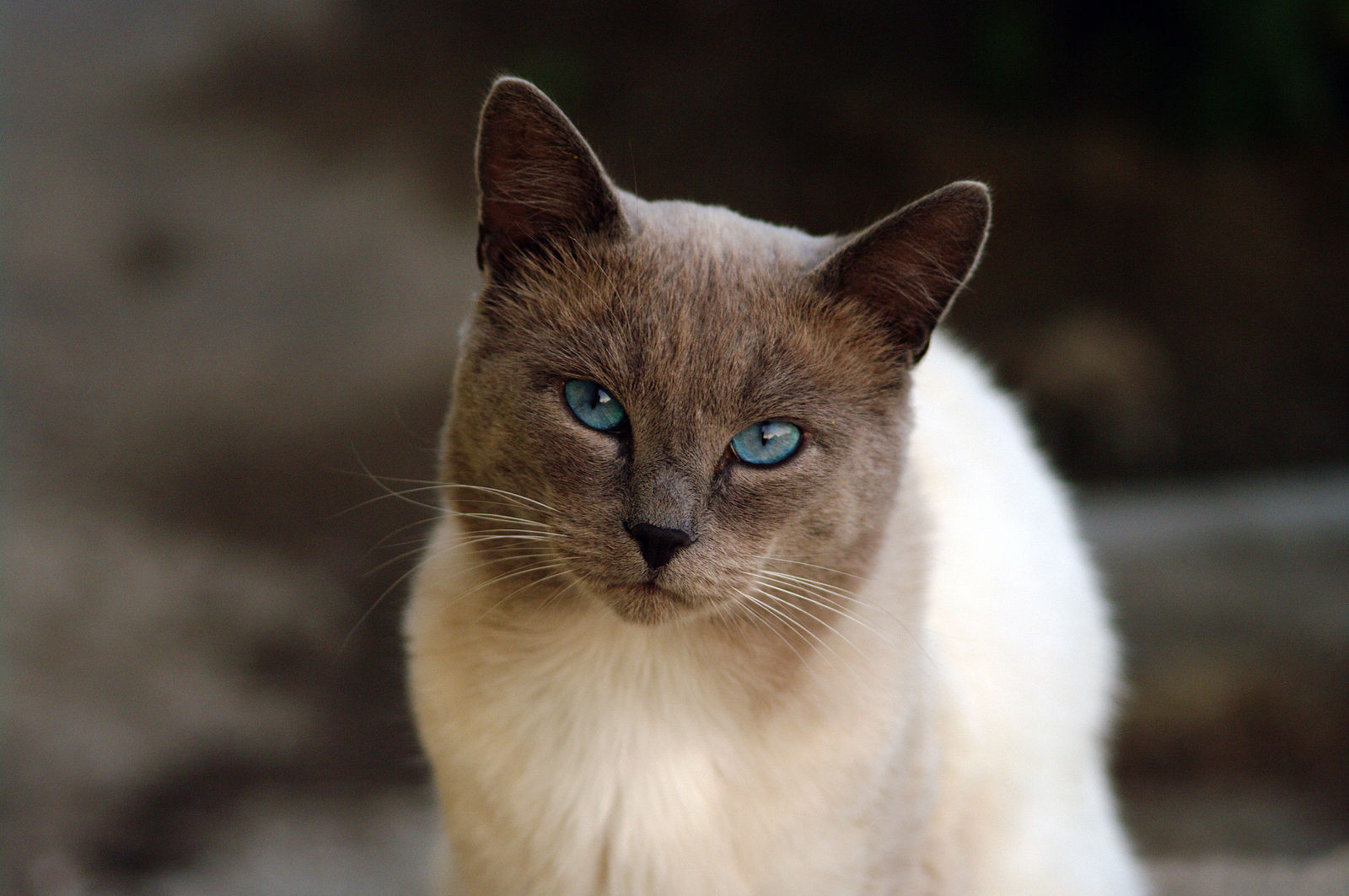 Кошки фото. Котик с вопросом. Кашк. Кошка из приюта зефирка. Европейская дикая лесная кошка.