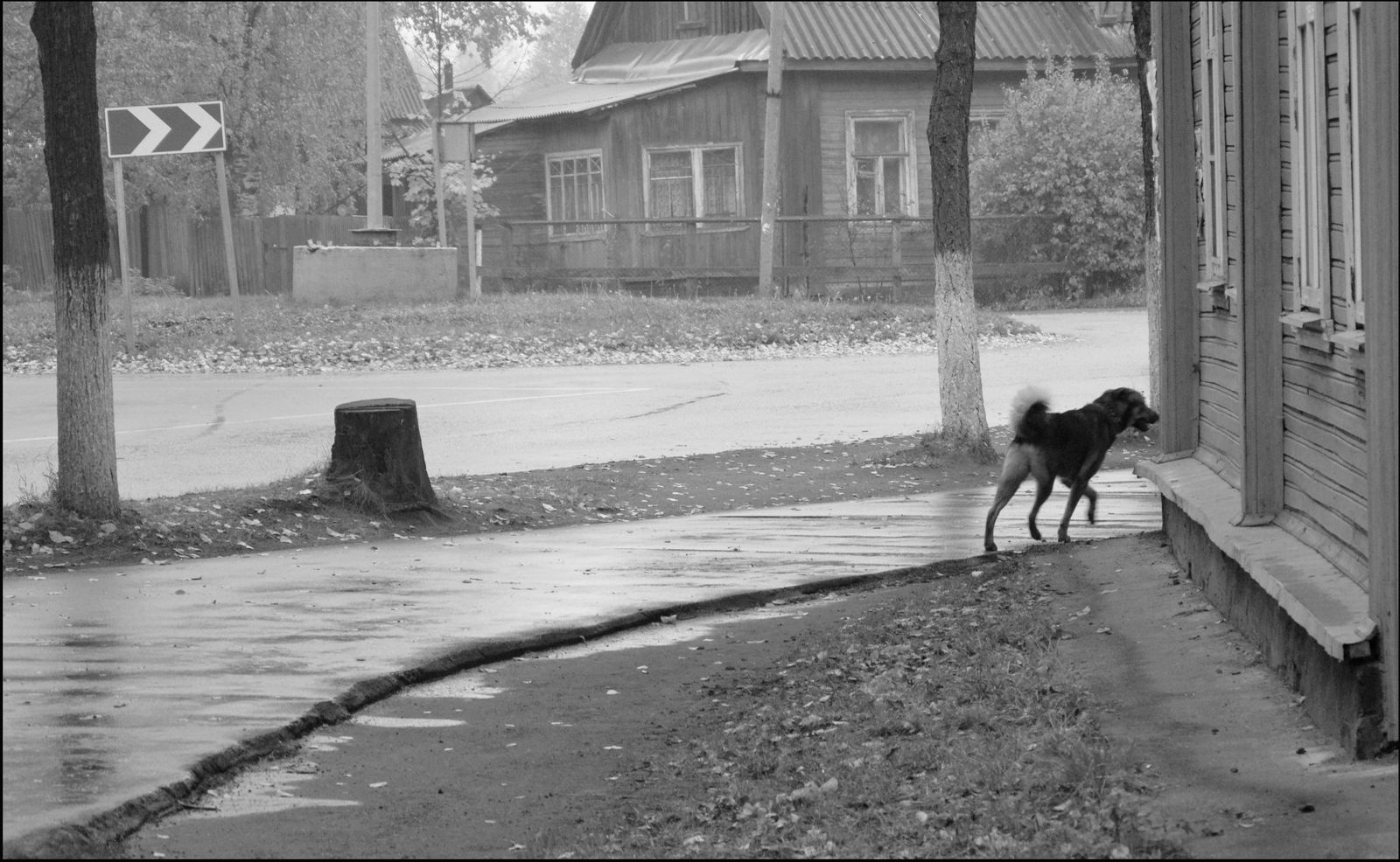ддт черный пес петербург обложка. черный пес слушать. чёрный пёс петербург легенда. ддт черный пес петербург кассета. ддт черный пес петербург обложки альбомов.