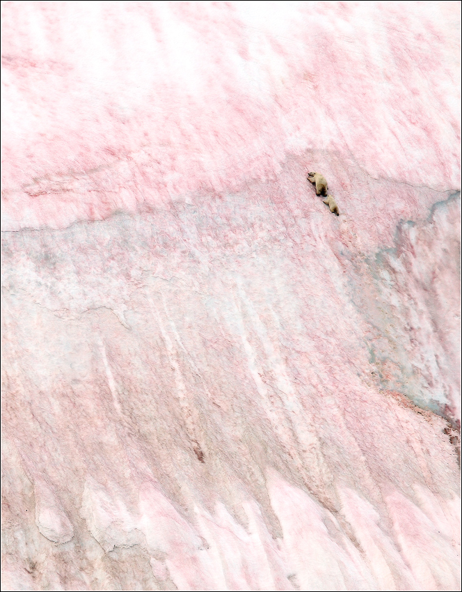 Выпал розовый снег. Розовый снег. Розово-белый снег. Розовый снег в Павлодаре.