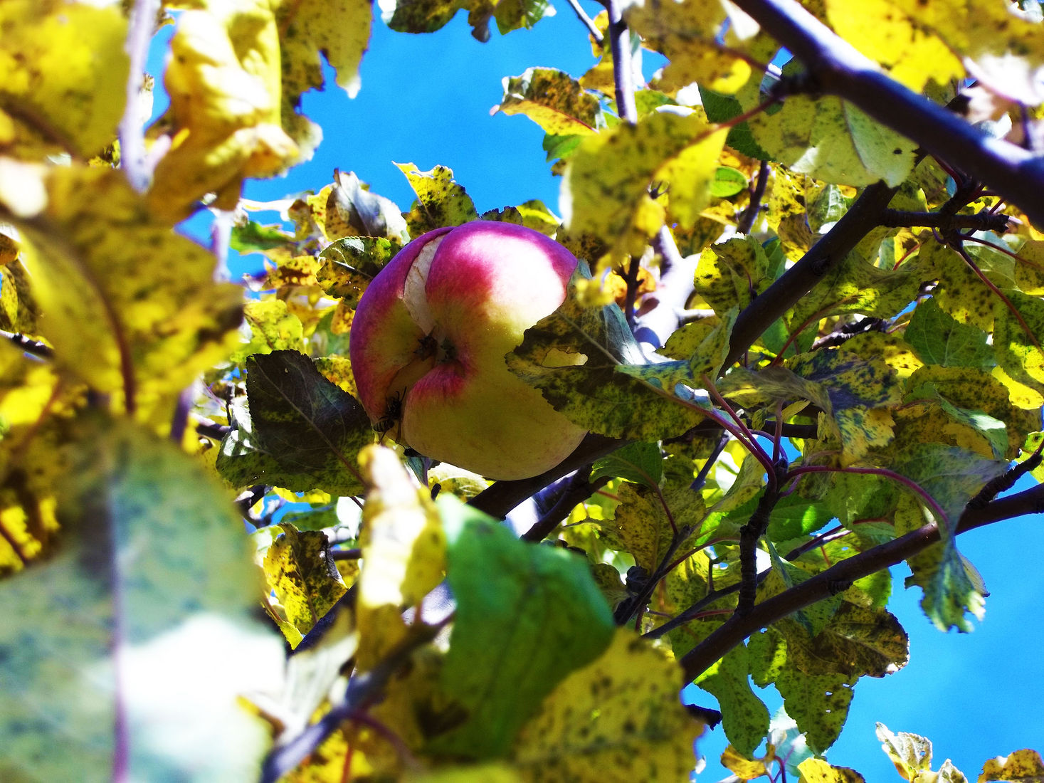 Осенняя яблоня
