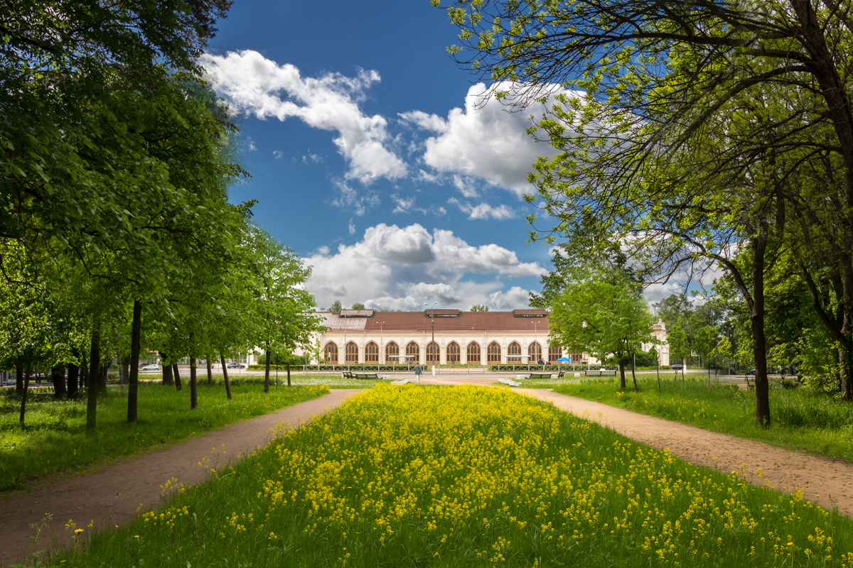 Санкт-петербургский проспект петергоф. Санкт-петербургский проспект 25 петергоф. Петергоф петродворец ул. Петергоф улицы. Александрия петергоф.