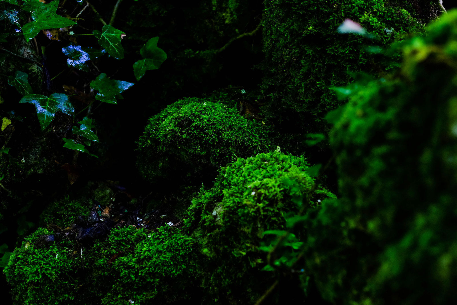 Nonstop Photos | Ирина Ибрагимова / Крым. Расти и зреть