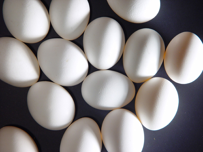 Лапки яйцо. Яйцо художественное фото. Большое яйцо скорлупа фотозона. Покажи яйца.