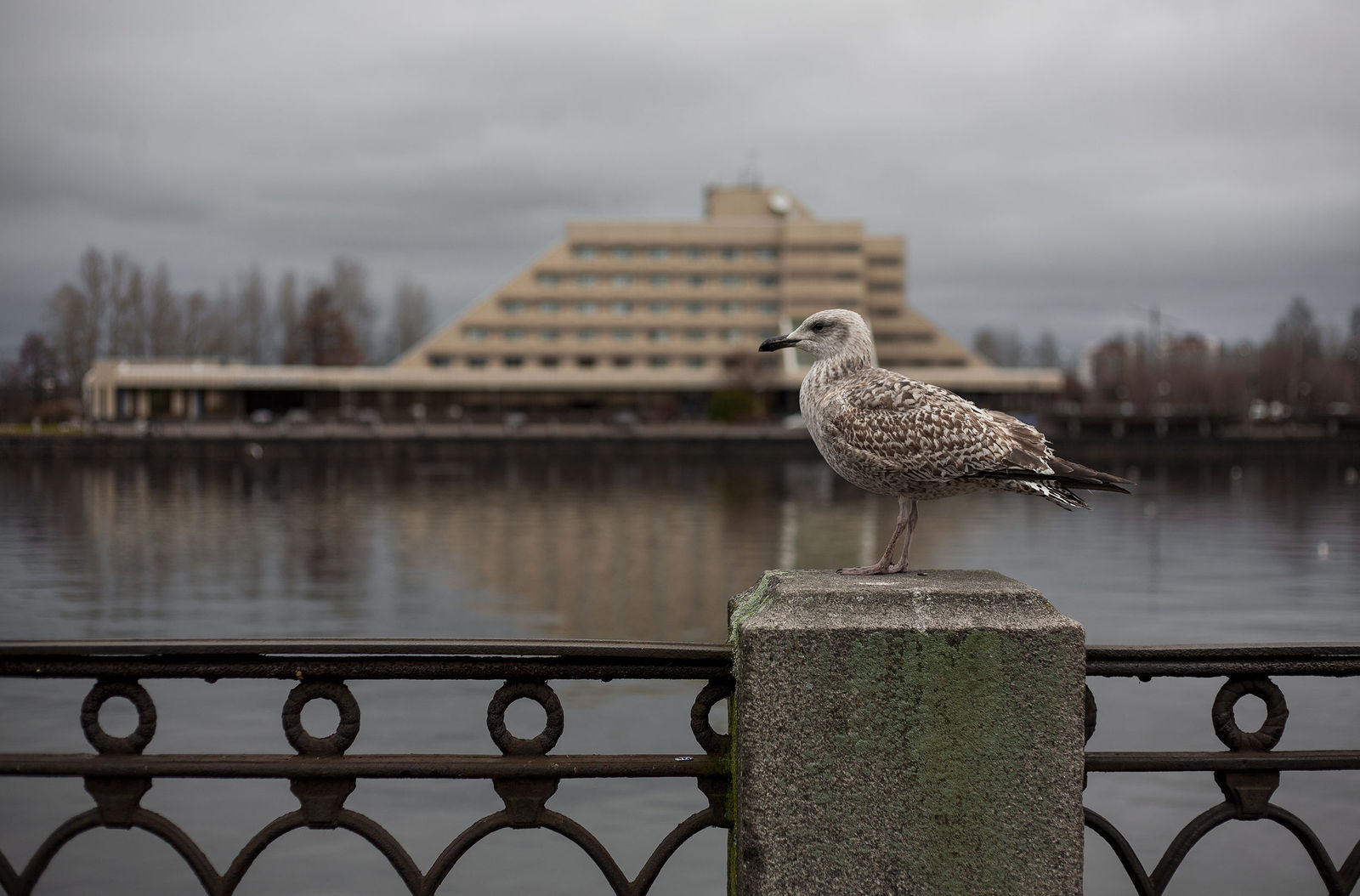 чайки москвы